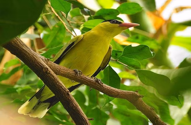 Chim vàng anh (Oriolus tenuirostris) hay còn được gọi là Hoàng anh là một loài chim rất được giới chơi chim cảnh thích thú, chúng có thể hót rất nhiều giọng khác nhau, với âm điệu khá thánh thót. Mọi nốt trầm bổng qua tiếng hót tuyệt vời của vàng anh mang lại nhiều cảm xúc cho người nghe.