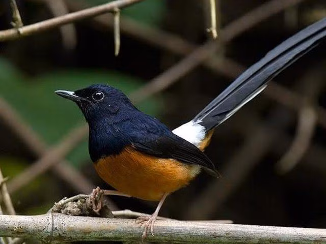 Chim chích chòe (Copsychus saularis) có tiếng hót trầm, với chất giọng rung như dây đàn violin, có các giọng hồi và giọng đổ. Chúng thường cất tiếng hót khi không gian yên tĩnh như thời điểm giữa trưa hoặc đêm tối.