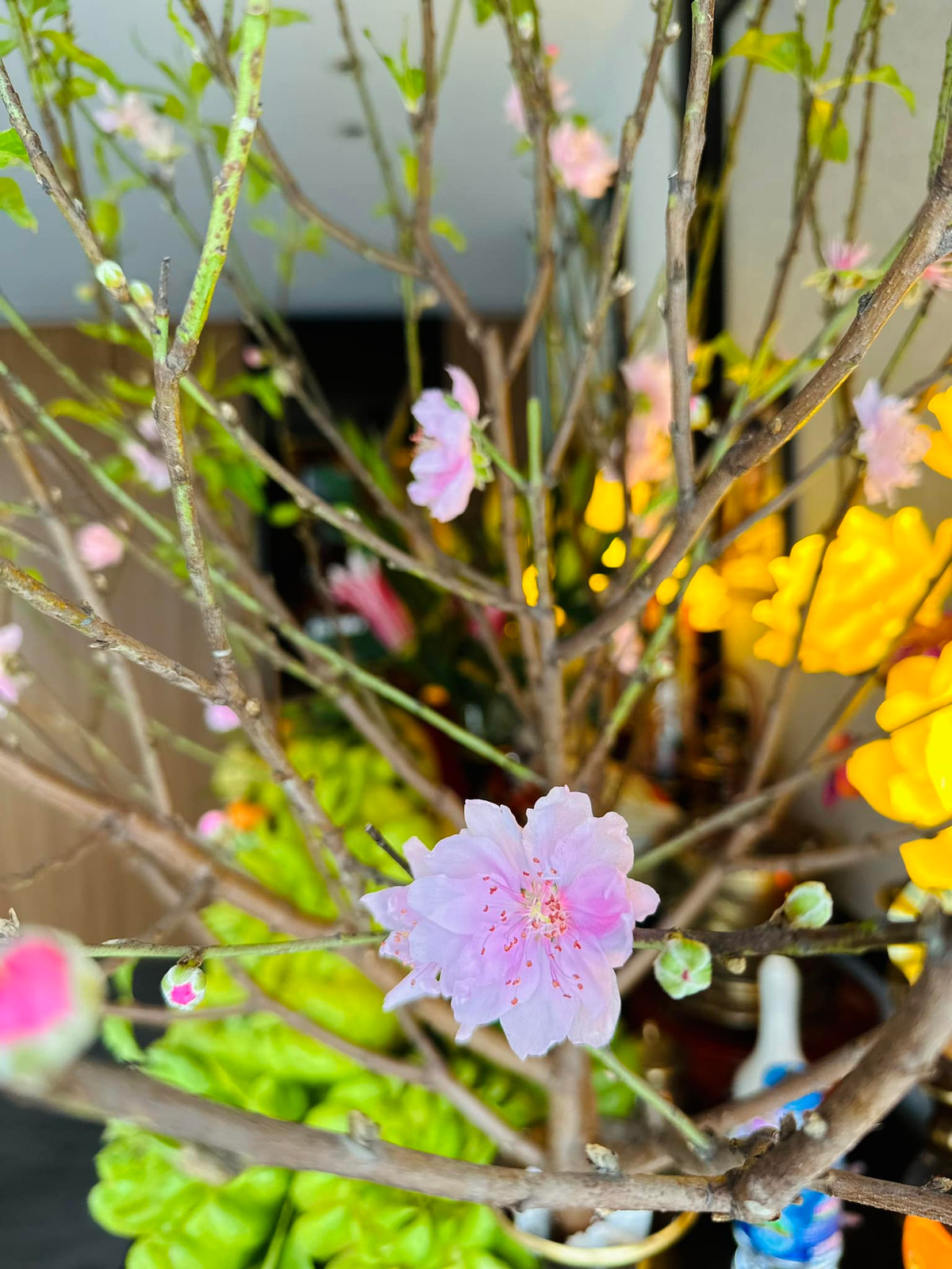 Hoa đào đã bung nở rực rỡ.