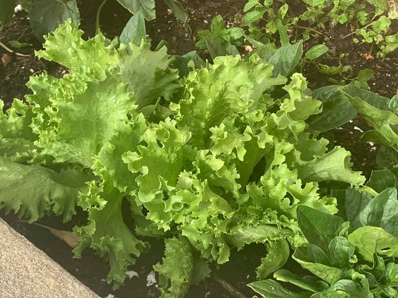 Nữ ca sĩ trồng đủ các loại rau quen thuộc của người Việt như rau cải, xà lách...Ảnh: FBNV