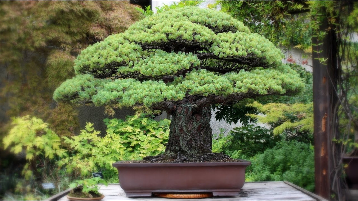 Cây thông Yamaki là một trong những cây bonsai nổi tiếng nhất thế giới có giá 1 triệu USD. Cây thông này đã sống sót sau quả bom nguyên tử được thả xuống Hiroshima, Nhật Bản trong Thế chiến thứ hai.
