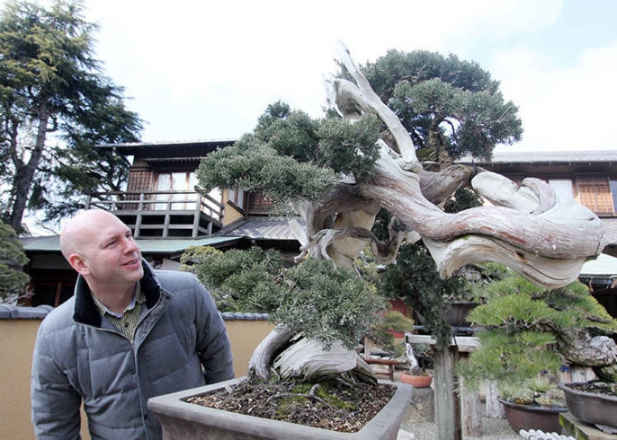 Cây bách xù tại Bảo tàng Cây cảnh Shunkaen trị giá 750.000 USD.