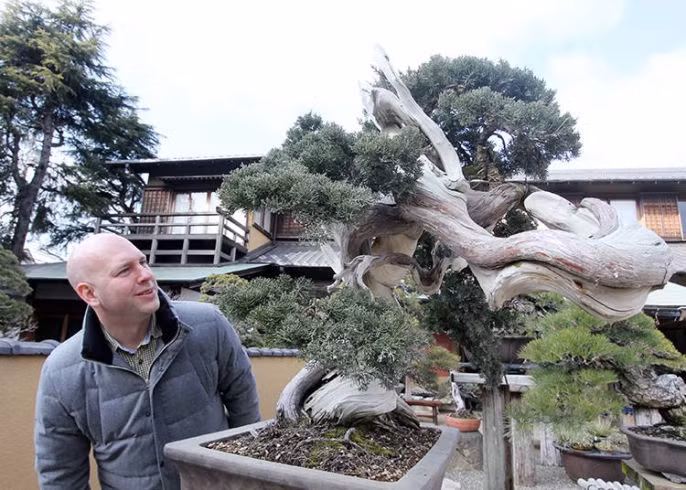 Cây bách xù tại Bảo tàng Cây cảnh Shunkaen trị giá 750.000 USD.