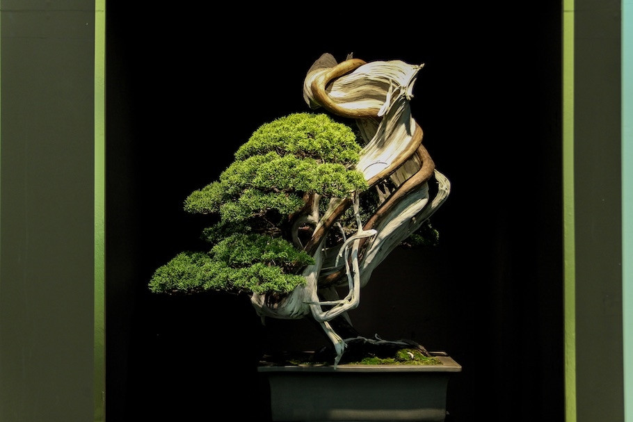 Xuất hiện trong một triển lãm cây cảnh ở Kyoto, tác phẩm bonsai bách xù này được bán với giá 180.000 USD.