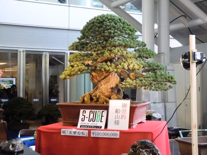 Cây thông bonsai lâu đời nhất ở Nhật Bản, được mua với giá 1,2 triệu USD tại Hội nghị Bonsai Quốc tế ở Takamatsu, Nhật Bản.