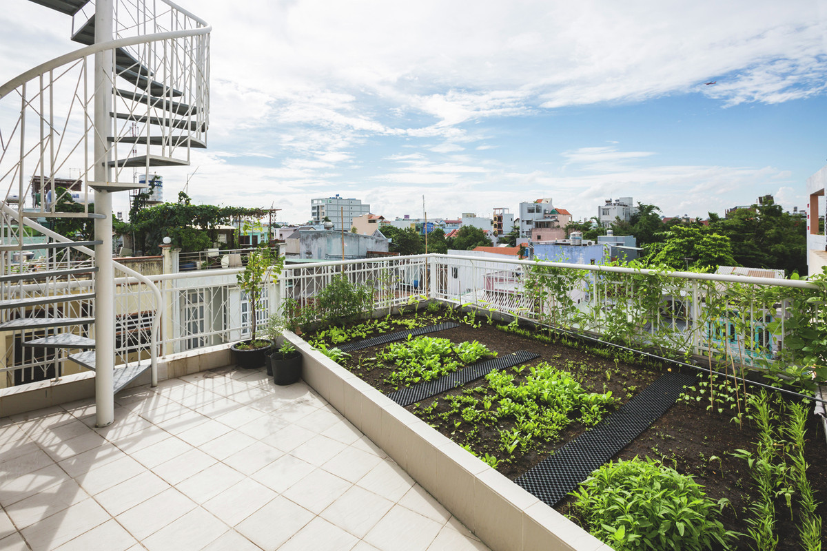 Sân thượng được tận dựng làm vườn rau xanh. Nguồn ảnh: Hiroyuki Oki