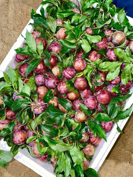 Do đầu mùa còn khan hiếm nên giá mận hậu đang rất cao, gấp 3,4 lần so với giá chính vụ.