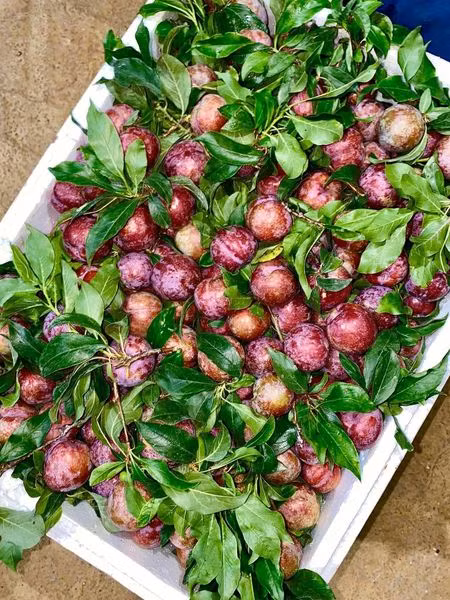 Do đầu mùa còn khan hiếm nên giá mận hậu đang rất cao, gấp 3,4 lần so với giá chính vụ.