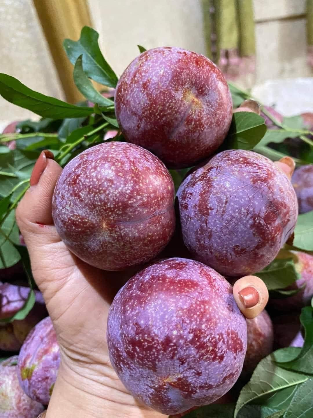 Theo khảo sát, mận hậu được rao bán từ 120.000 - 250.000 đồng/kg, tùy loại. Thậm chí, mận hậu loại ngon giá tới 300.000 dồng/kg.