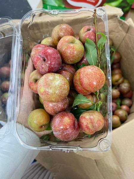 Các tiểu thương cho biết, dù giá mận hậu cao nhưng giới bán buôn vẫn liên tục "cháy" hàng vì nhu cầu của khách rất lớn.