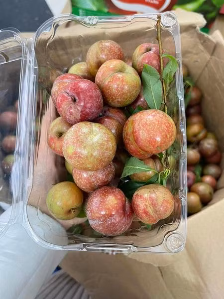 Các tiểu thương cho biết, dù giá mận hậu cao nhưng giới bán buôn vẫn liên tục "cháy" hàng vì nhu cầu của khách rất lớn.