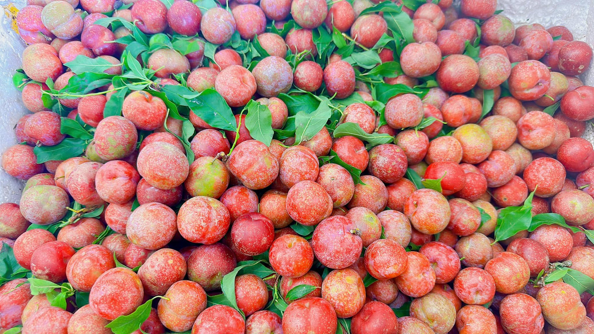 Giá mận hậu năm nay cao hơn so với mọi năm. Nguyên nhân được cho là thời tiết thất thường nên sản lượng thu hoạch ít hơn.