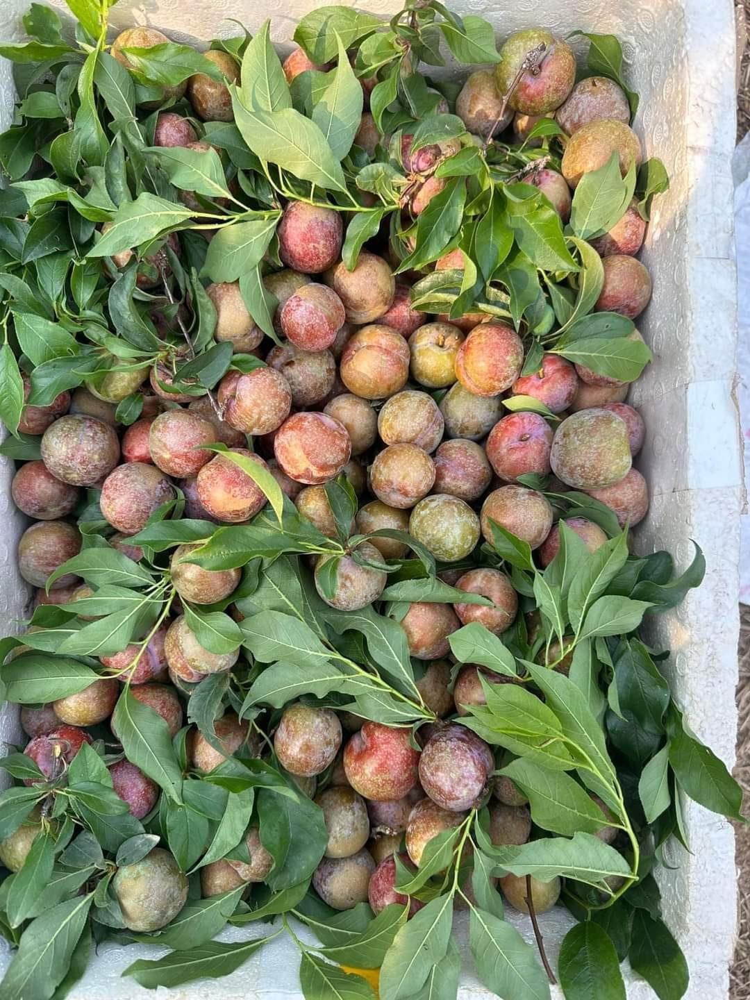 Anh Khương (một tiểu thương tại Long Biên, Hà Nội) cho biết, do khan hàng nên mận hậu bị đẩy giá cao. Dù vậy, hàng nhập đến đâu là hết đến đó, thậm chí muốn nhập thêm hàng cũng không có.