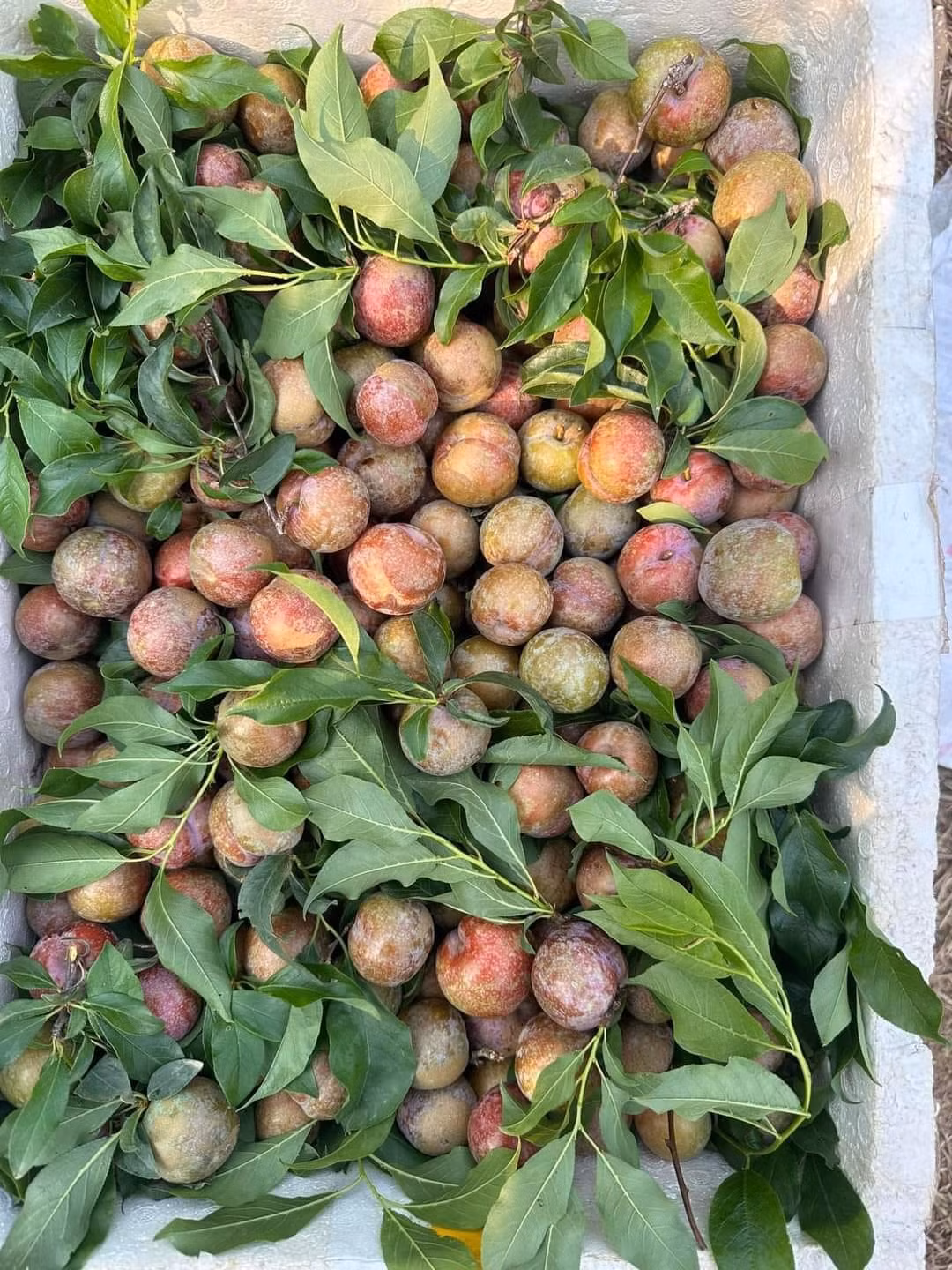 Anh Khương (một tiểu thương tại Long Biên, Hà Nội) cho biết, do khan hàng nên mận hậu bị đẩy giá cao. Dù vậy, hàng nhập đến đâu là hết đến đó, thậm chí muốn nhập thêm hàng cũng không có.