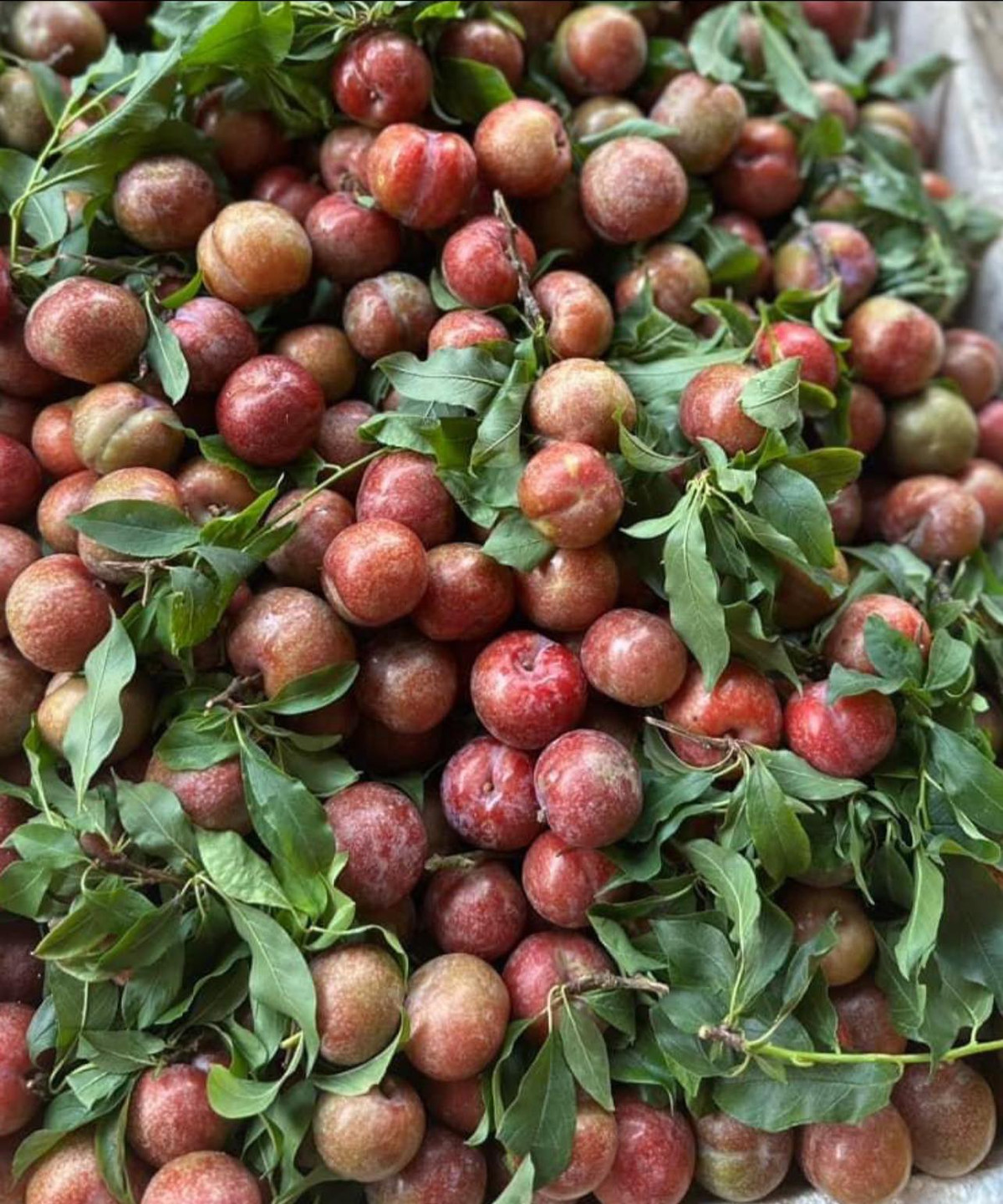 Mận hậu đầu mùa chị Trang đặt từ Sơn La, hàng về ngày nào hết ngày đó. Nhiều khách phải đợi đến hôm sau mới có.