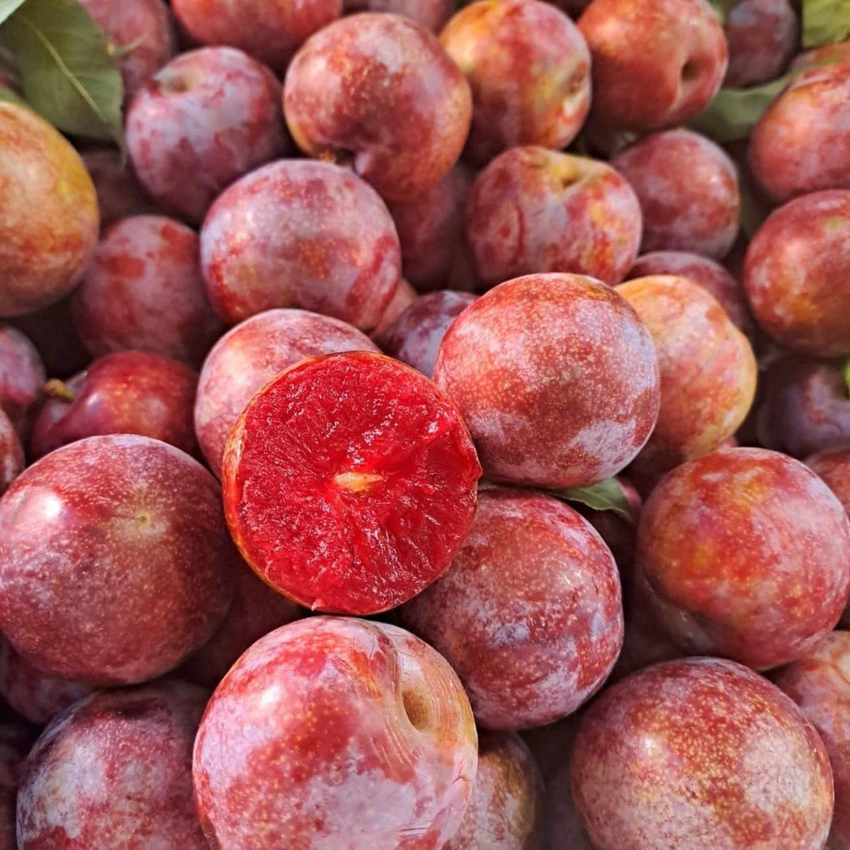 Chị Trang, chuyên bán trái cây online chia sẻ: "Do bán online, không phải trả phí mặt bằng nên giá mận thấp hơn một chút so với các cửa hàng.