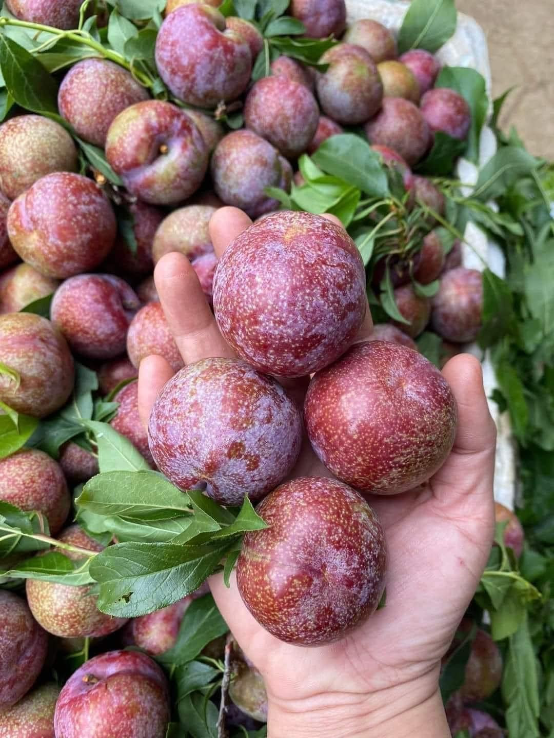 Dù đến giữa tháng 5 mới bắt đầu vào mùa nhưng thời điểm này mận hậu đã xuất hiện tại nhiều cửa hàng ở Hà Nội và trên khắp chợ mạng.