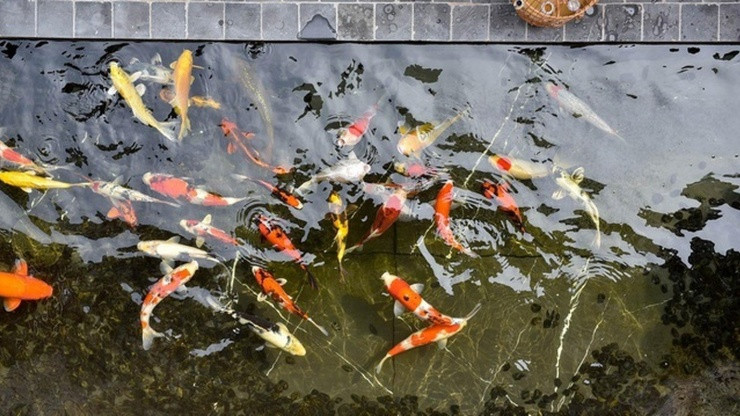 Cá Koi của doanh nhân Chương Tailor dao động từ hơn 23 triệu – khoảng 120 triệu)/con. Ảnh: FBNV