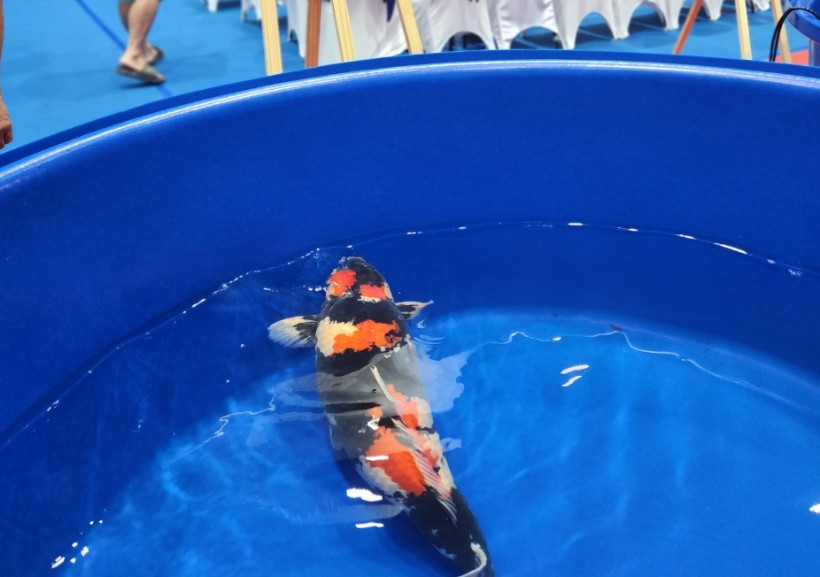 Có đam mê với cá cảnh từ nhỏ nhưng mãi năm 2012, sau khi có dịp qua Nhật Bản, anh Tài mới bắt tay vào nghiên cứu cách nuôi, cách làm hồ cá Koi và bắt đầu tìm mua những con cá Koi đẹp từ Nhật Bản về Việt Nam. Ảnh: Dân Việt