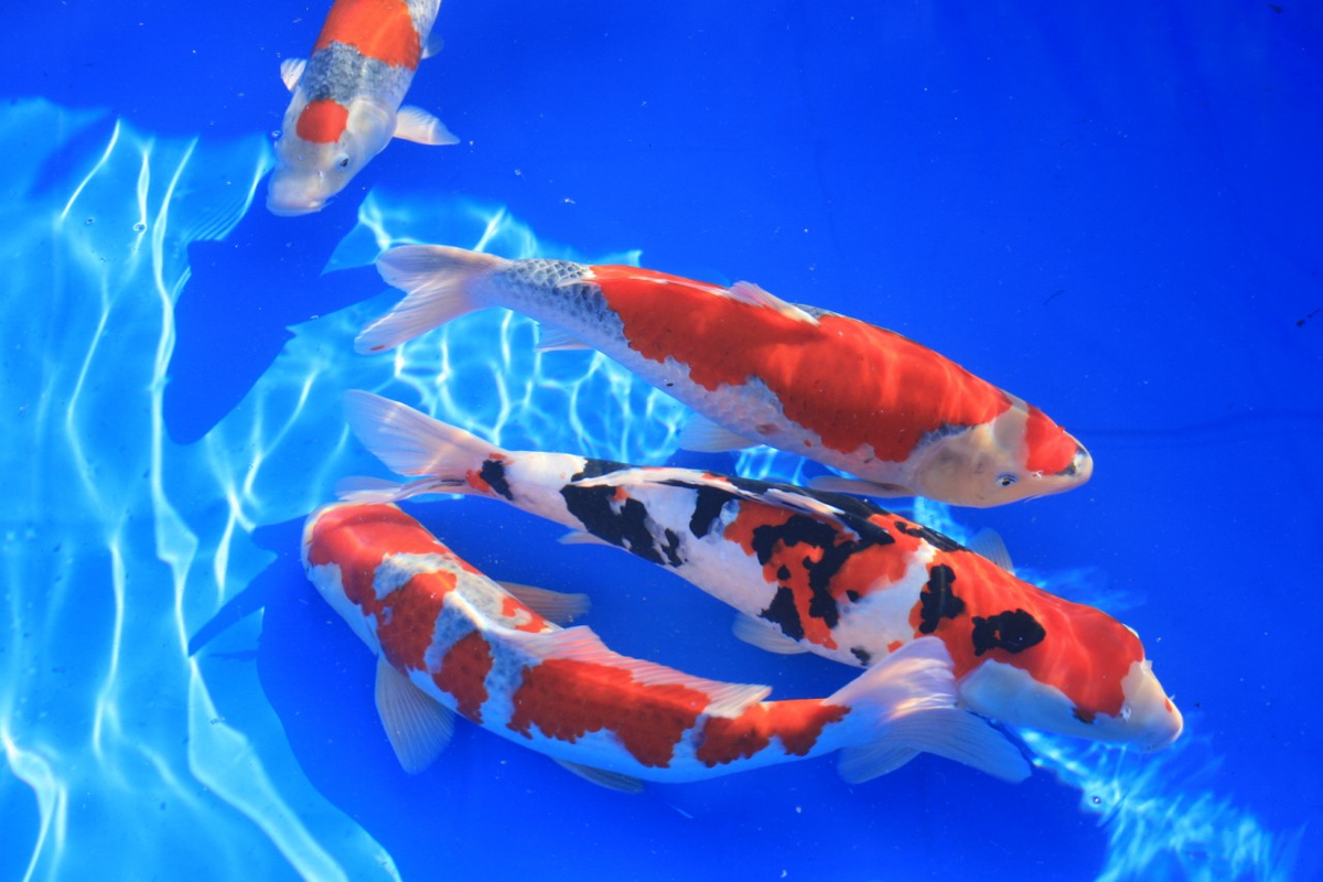 Những năm gần đây, thú chơi cá Koi ngày càng phổ biến tại Việt Nam và được coi là thú chơi chỉ dành riêng cho giới nhà giàu bởi giá bán cực kỳ đắt đỏ. Ảnh: Sakuko Store