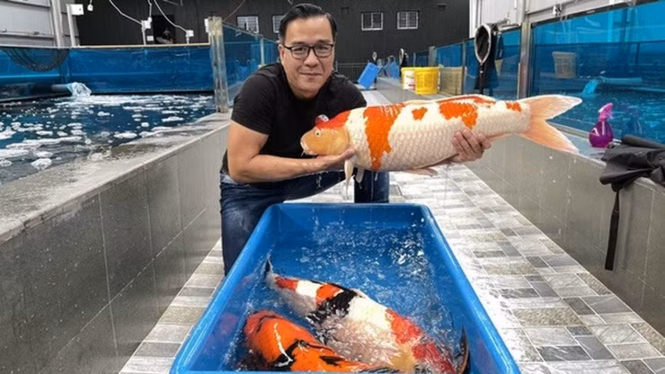 Doanh nhân Thắng Ngô được biết đến với biệt danh "vua cá Koi". Anh là chủ một trang trại cá Koi nổi tiếng Việt Nam. Ảnh: Ruby Koi Farm