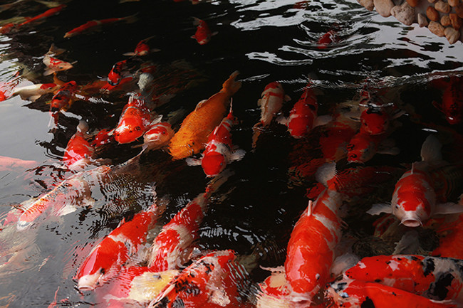 Đại gia Lê Văn Dũng ở TP Sông Công (Thái Nguyên) là một tay chơi “khét tiếng” trong giới sinh vật cảnh với hồ cá Koi Nhật Bản có tới 500 con thuần chủng. Ảnh: Dân Việt