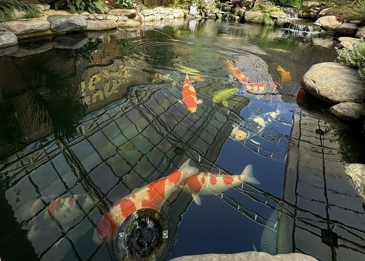 Với 8 hồ nuôi cá Koi, anh Tài hiện sở hữu khoảng 500 con cá Koi nhập khẩu trực tiếp từ Nhật Bản. Ảnh: Người đưa tin