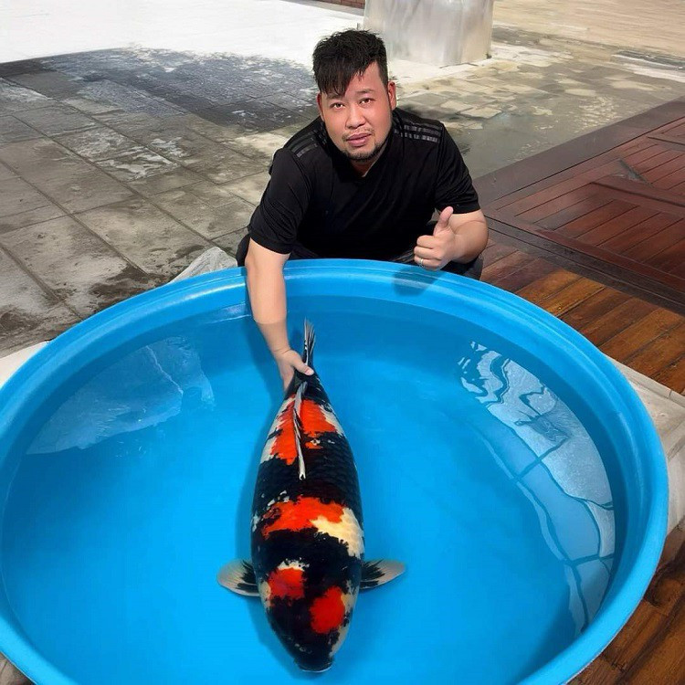 Đây là một trong những con cá Koi giá trị nhất anh Tài đang sở hữu, giá khoảng 1 tỷ đồng. Ảnh: Người đưa tin