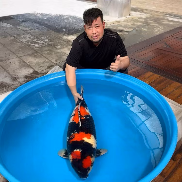 Đây là một trong những con cá Koi giá trị nhất anh Tài đang sở hữu, giá khoảng 1 tỷ đồng. Ảnh: Người đưa tin