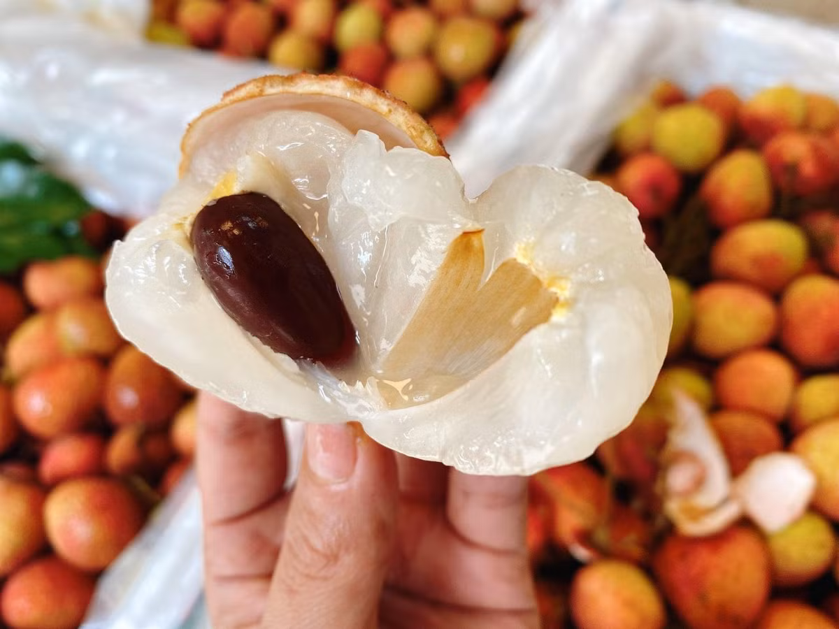 Khi chín, vỏ quả mỏng vai quả có màu hồng đỏ tươi, phần cuối quả màu vàng hoặc xanh sáng. Ảnh: Facebook