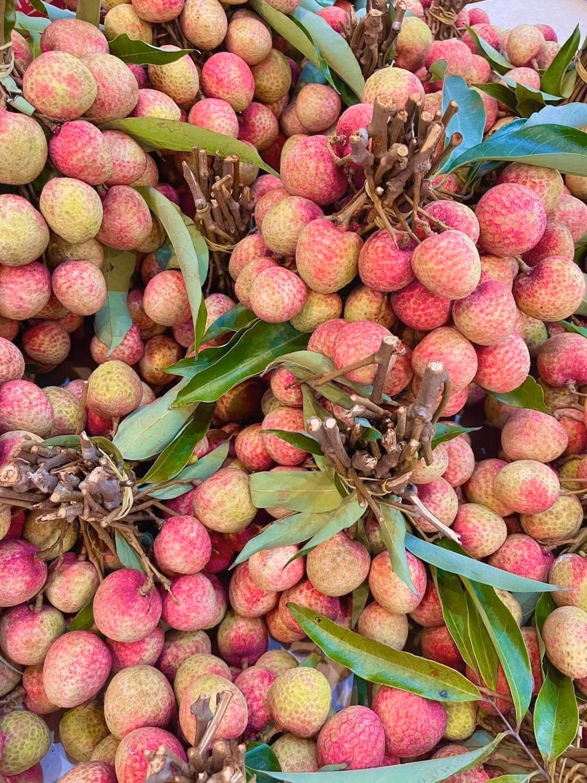 Tại các cửa hàng, vải u hồng được rao bán từ 90.000 - 130.000 đồng/kg, tăng 30% so với năm ngoái. Trên chợ mạng, vải u hồng giá rẻ hơn khoảng 45.000 - 70.000 đồng/kg. Ảnh: Facebook