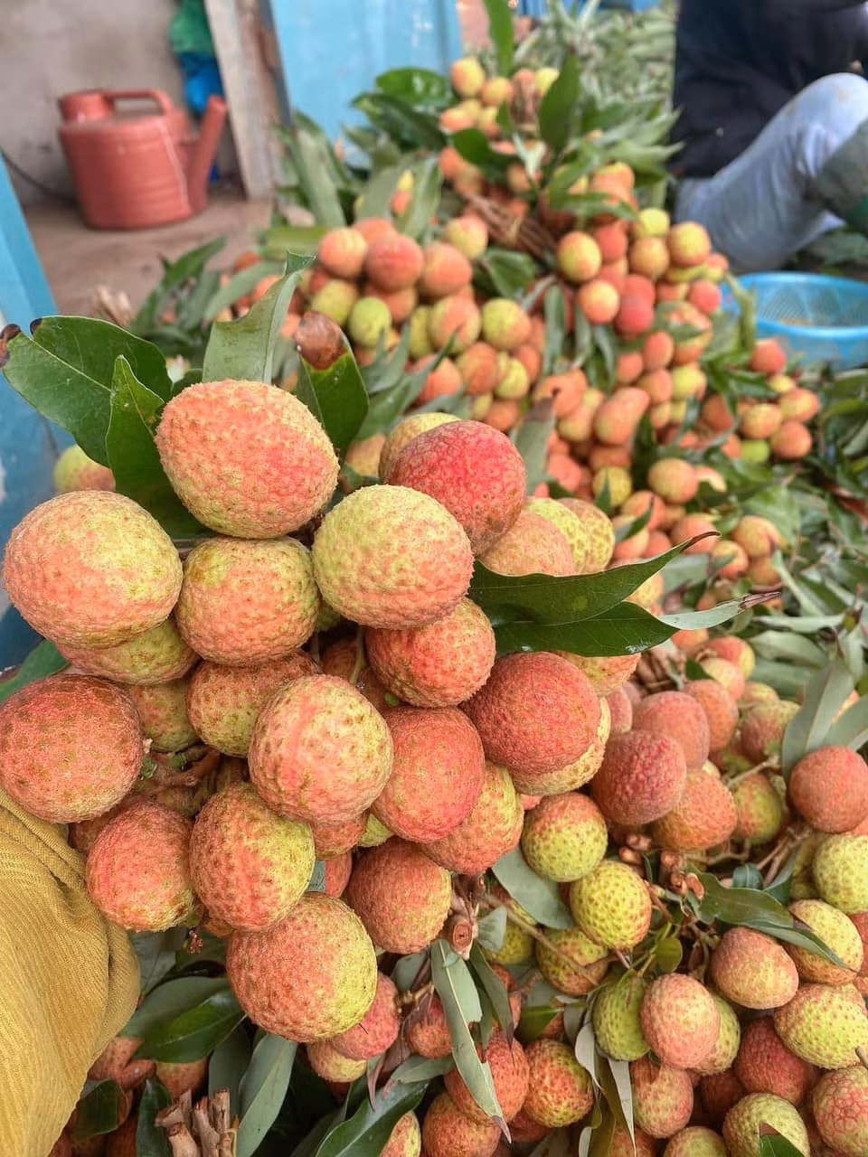 Vải u hồng có đặc điểm quả mọc thưa, cho quả to trung bình 30-35 quả/kg. Ảnh: Facebook