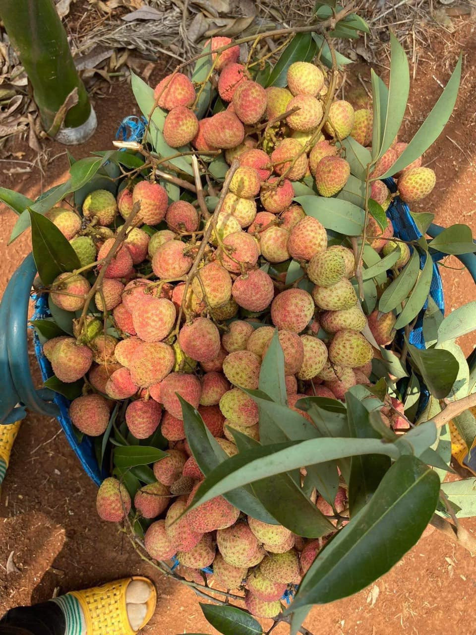 Một chủ vườn ở Đăk Lăk cho biết vải u hồng năm nay khá hút khách. Đầu mùa vải có giá 60.000 đồng/kg, và dự báo sẽ tăng trong thời gian tới. Ảnh: Facebook