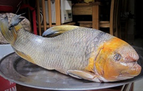 Tại Việt Nam, cá anh vũ có thể phân ra làm 3 loại, bao gồm cá anh vũ Tây Nguyên, cá anh vũ Phú Thọ và cá anh vũ đầu vàng. Ảnh: Baodannang