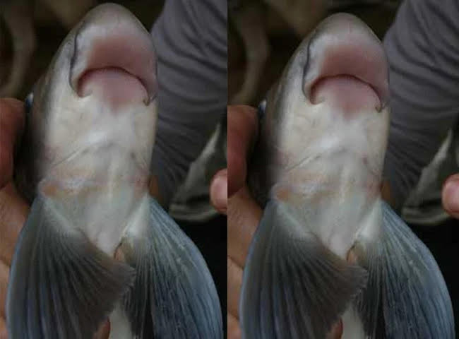 Dù đắt nhưng cá anh vũ chẳng có để bán vì giờ rất hiếm. Ảnh: PhunuVietNam