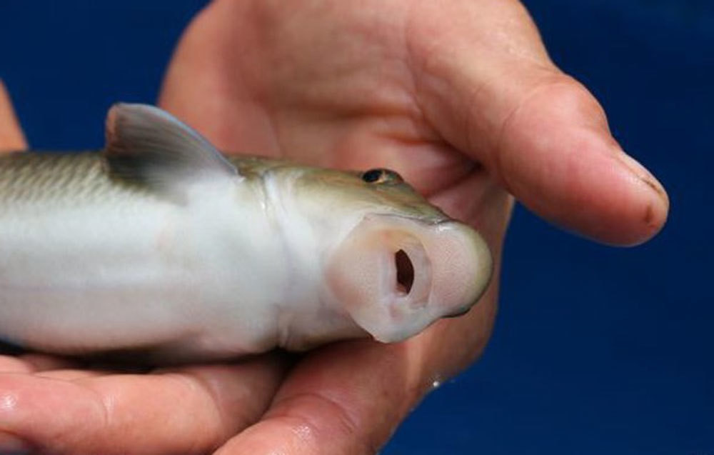 Cá anh vũ cấp đông có giá rẻ hơn nhưng nhiều người chịu chơi vẫn bỏ hơn chục triệu đồng đặt mua cá tươi về thưởng thức. Ảnh: Vietnamnet