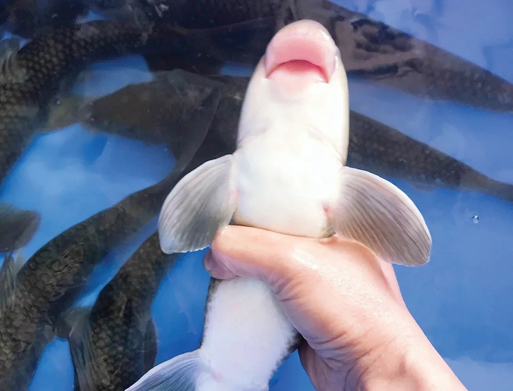 Thân cá màu xám tro, bụng màu vàng nhạt. Miệng phía dưới, rạch ngang, môi dưới rộng hình tam giác, với nhiều gai thịt tròn nổi. Ảnh: Vietnamnet