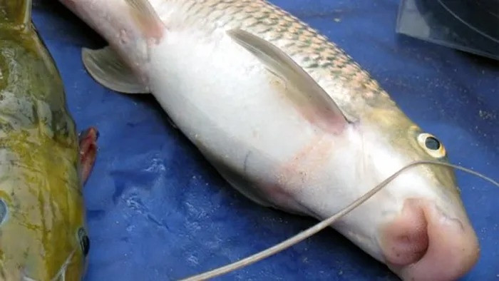 Cá anh vũ rất khó bắt vì chúng chỉ sống dưới hang đá sâu ở khu vực đáy sông. Người thợ phải dùng dụng cụ chuyên biệt xuống dưới hang để vây bắt. Ảnh: Baonghean