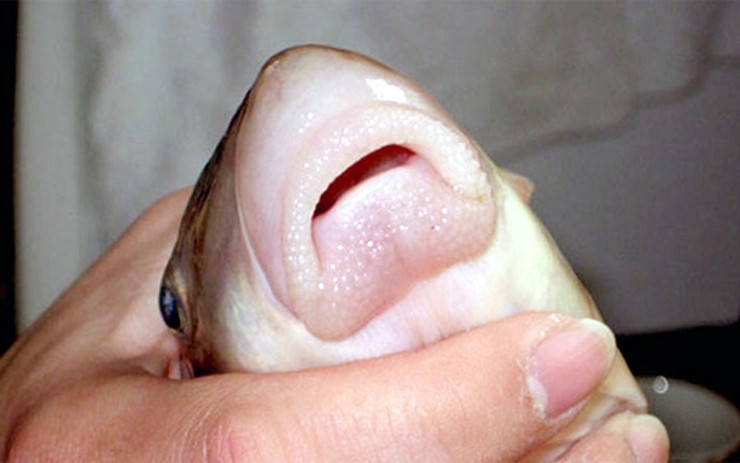 Đặc điểm của cá anh vũ là thân dày, thuôn dần về phía đuôi, không có râu. Ảnh: Vietnamnet