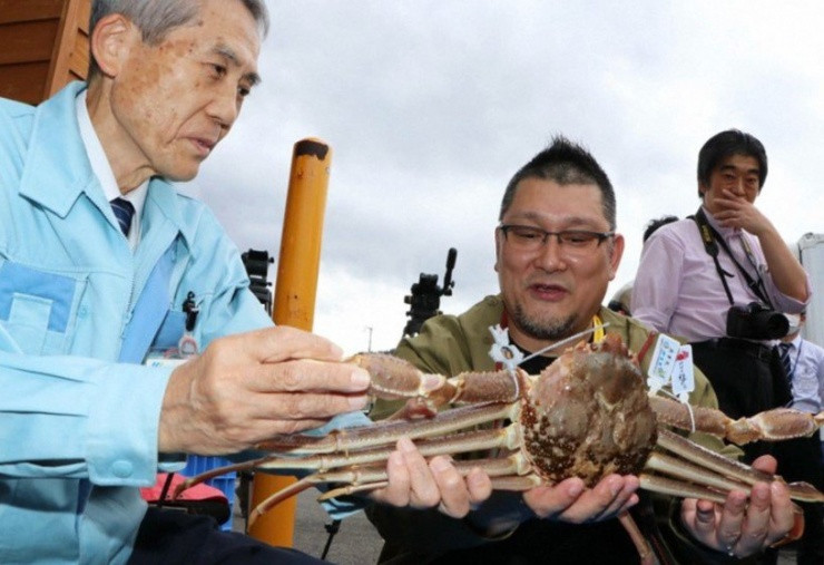 Trong phiên đấu giá ngày 6/11/2023, Ryosuke Uemura - chủ sở hữu nhà hàng Ryouriya Uemura ở Chuo, Kobe, đã giành chiến thắng để sở hữu con cua tuyết với giá lên đến 10 triệu yen (66.350 USD, khoảng 1,6 tỷ đồng). Ảnh: Mainichi