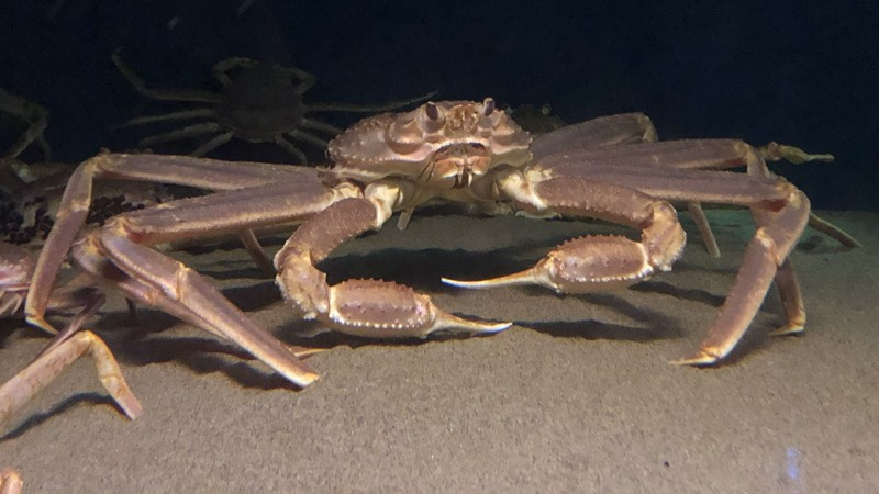 Mùa cua tuyết chỉ diễn ra trong 4 tháng tại Nhật Bản, từ tháng 11 năm nay đến đầu tháng 3 năm sau. Ảnh: Getty