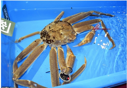 Con cua tuyết lần này đáp ứng đủ tiêu chí, được gắn nhãn hiệu đặc biệt. Ảnh: Imgflip