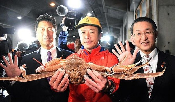 Trên thực tế, cua tuyết rất đắt bởi liên quan đến thời điểm bán và theo mùa. Tại Nhật Bản, việc mua con cua đầu tiên và tốt nhất, được đánh bắt vào ngày đầu tiên của mùa đánh bắt cua đã trở thành một biểu tượng, đó là vào ngày 6/11 hàng năm. Ảnh: Getty