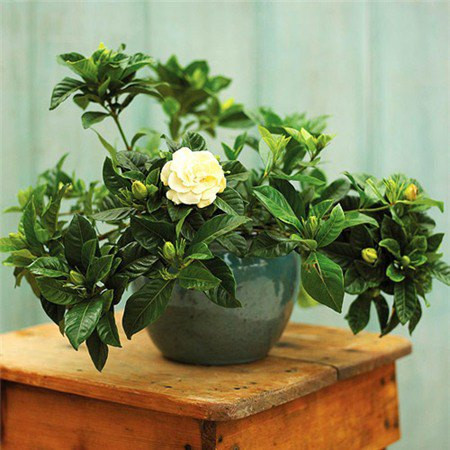 Nhờ đó, giống cây mọc dại này mang về nguồn thu nhập ổn định cho không ít người dân. Ảnh: Facebook