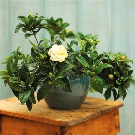 Nhờ đó, giống cây mọc dại này mang về nguồn thu nhập ổn định cho không ít người dân. Ảnh: Facebook