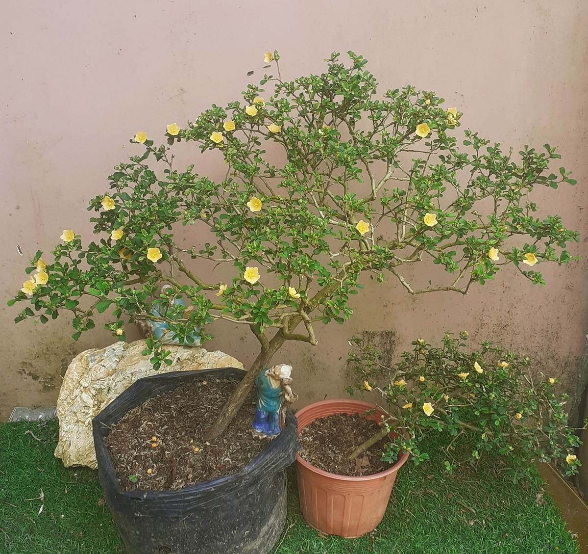 Giá mỗi cây ké bonsai trung bình khoảng 500.000 đồng, những cây to, dáng thế đẹp giá lên tới vài triệu đồng. Ảnh: Facebook