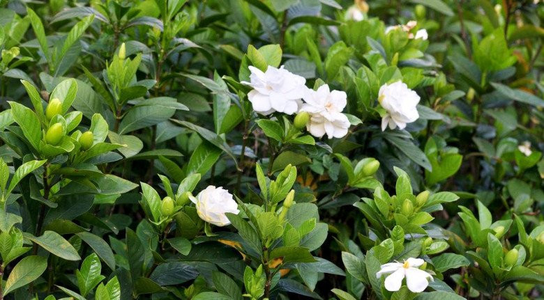 Dành dành vốn là cây dại ở bờ suối, rạch sông, có màu trắng hoặc màu vàng nhạt. Dành dành nở vào mùa xuân và mùa hè, thường từ tháng 3 đến tháng 5. Ảnh: Facebook