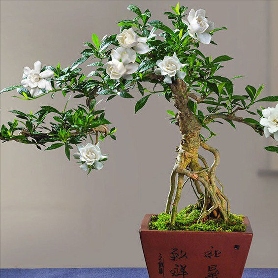 Dành dành cho hoa thơm, quả đẹp, đưa lên chậu thành bonsai được ưa chuộng trên thị trường với giá từ vài trăm nghìn đồng đến vài triệu đồng/chậu. Ảnh: Facebook