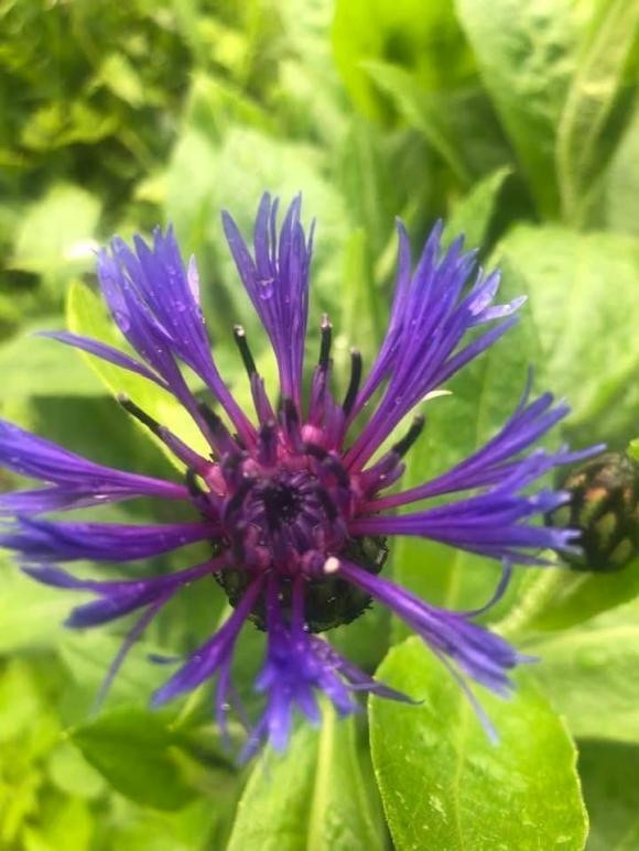 Mùa xuân đến, khu vườn ngập tràn hương sắc.