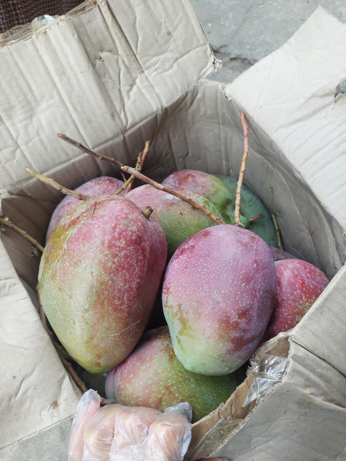 Khi chưa chín, giống xoài này có màu xanh như nhiều loại xoài khác. Khi chín, quả dần chuyển sang màu tím mắt bắt.